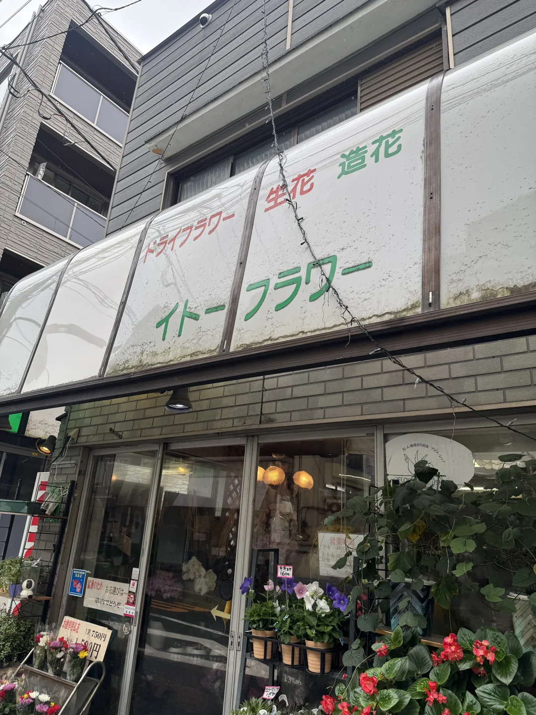 イトーフラワー・昼の目印